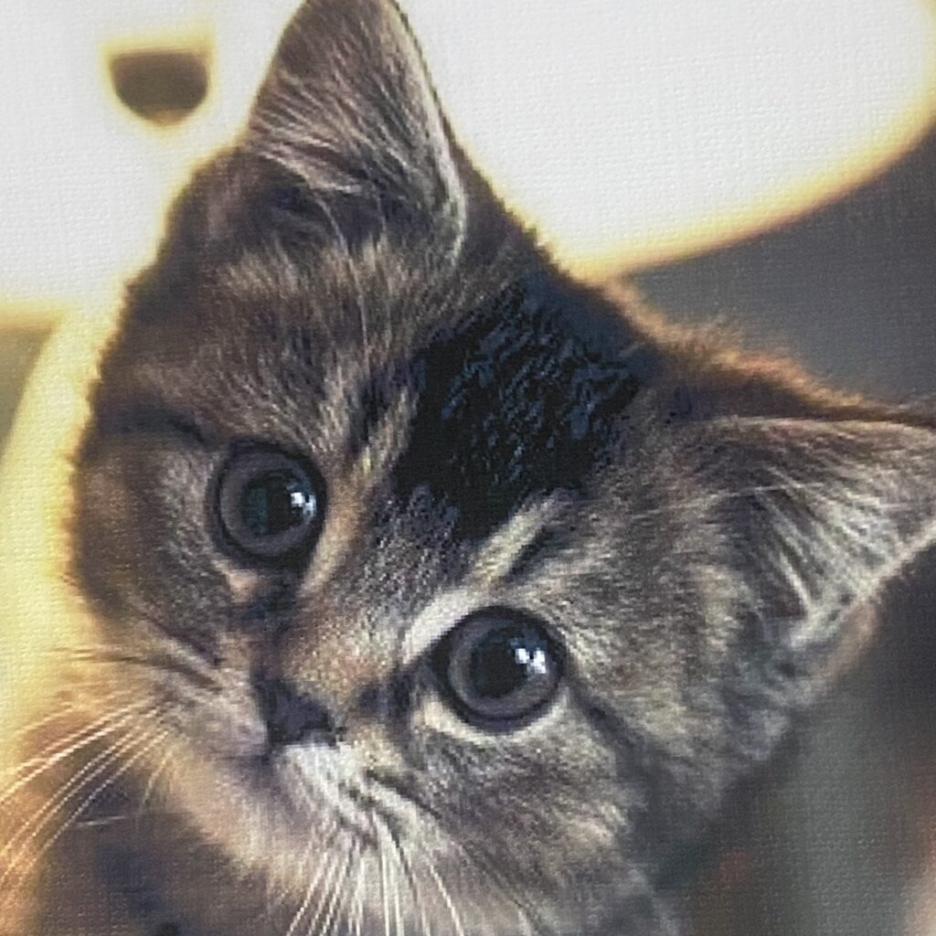 epson-p703-kitten-fur-and-eye-detail ภาพระยะใกล้ของงานพิมพ์ภาพแมวจาก Epson SC-P703 แสดงความละเอียดของเส้นขนแมวที่แยกเป็นเส้นชัดเจนและแววตาที่มีความใสสะท้อนเป็นธรรมชาติ