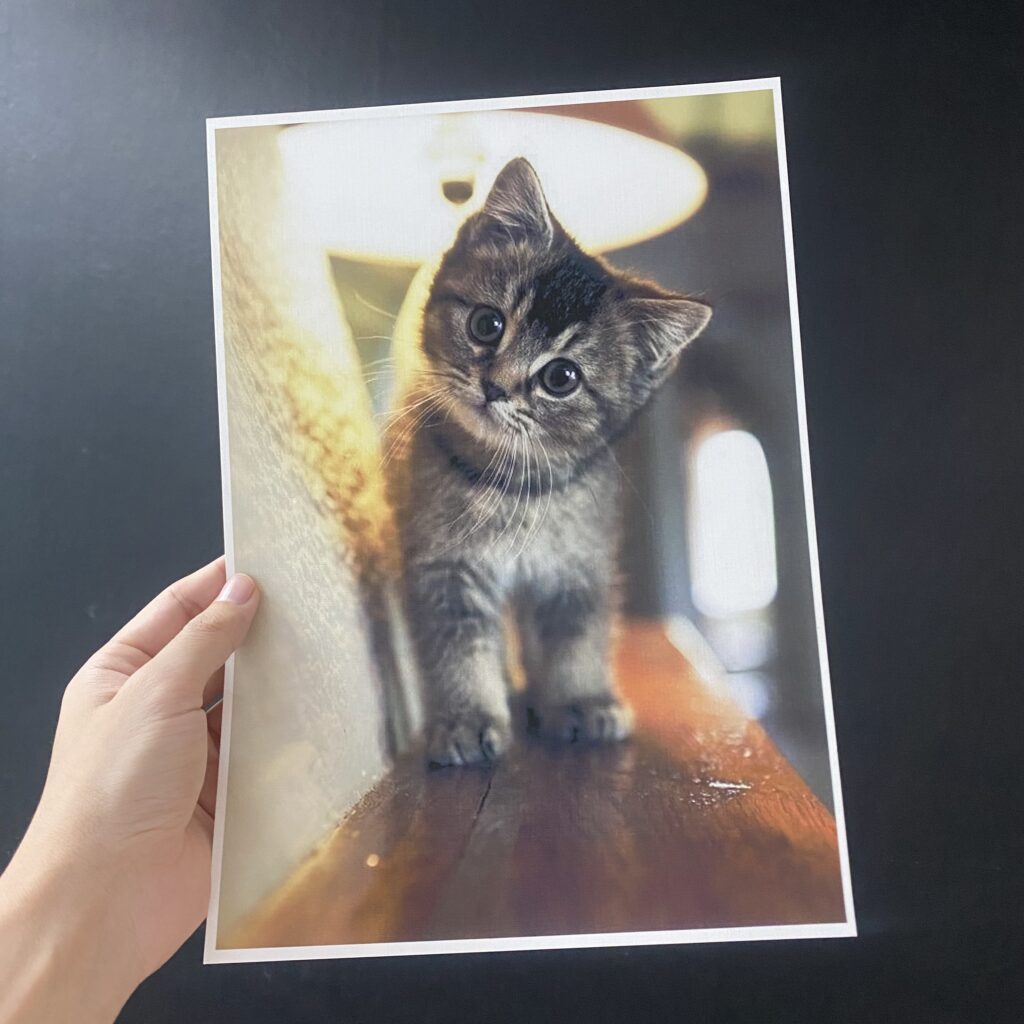epson-p703-kitten-photo-sharp-detail-print ตัวอย่างงานพิมพ์ภาพถ่ายแมวจาก Epson SC-P703 โชว์ความคมชัดของรายละเอียดเส้นขนและแววตาที่สะท้อนคุณภาพงานพิมพ์ระดับมืออาชีพ